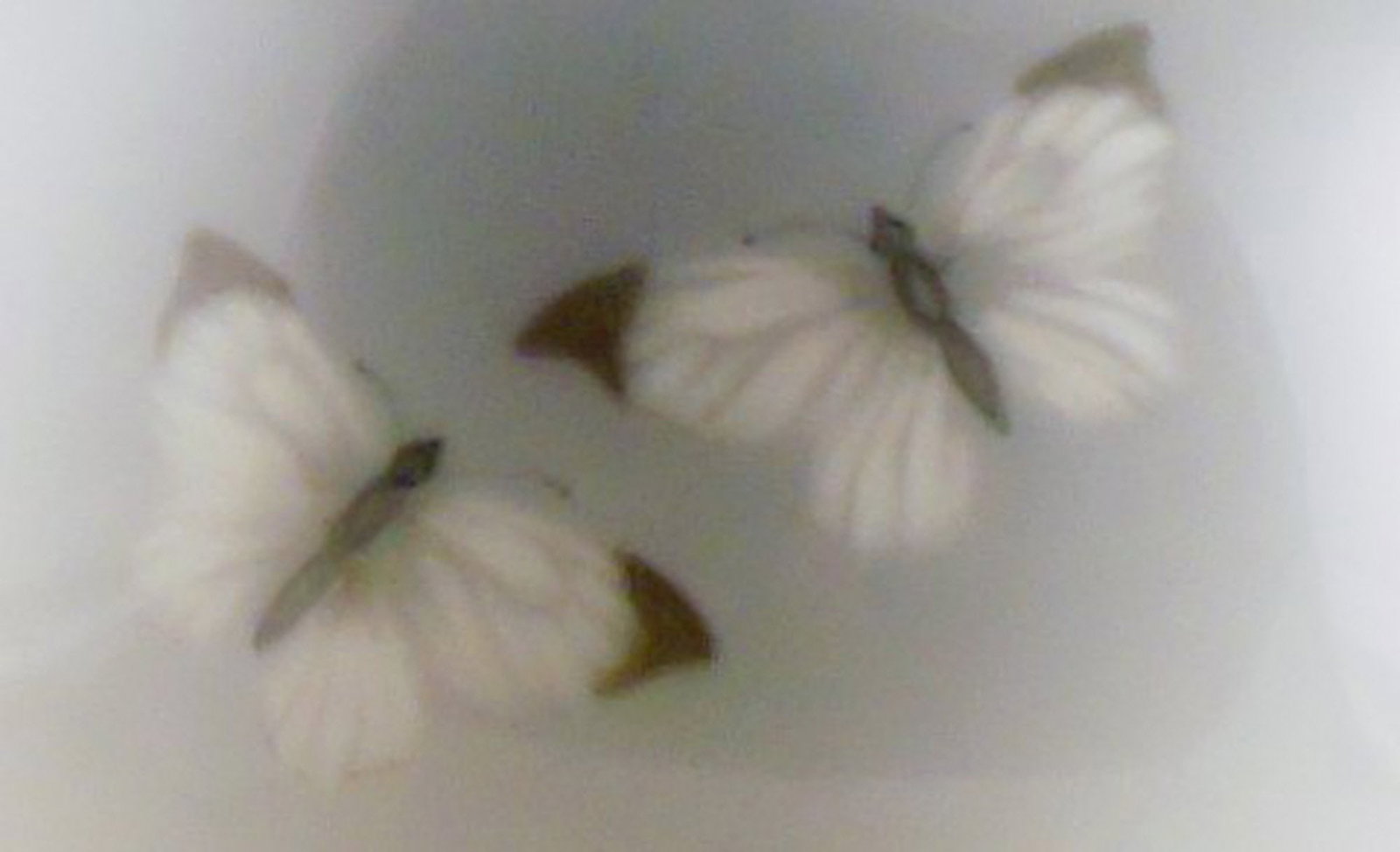 Royal Copenhagen vase with a flower and butterflies. - 3