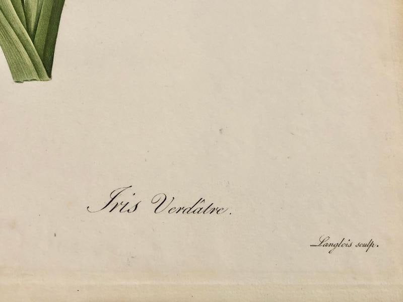 Iris Virescens, Lalics Hand Colored Engraving Signed P. J. Redoute - 10