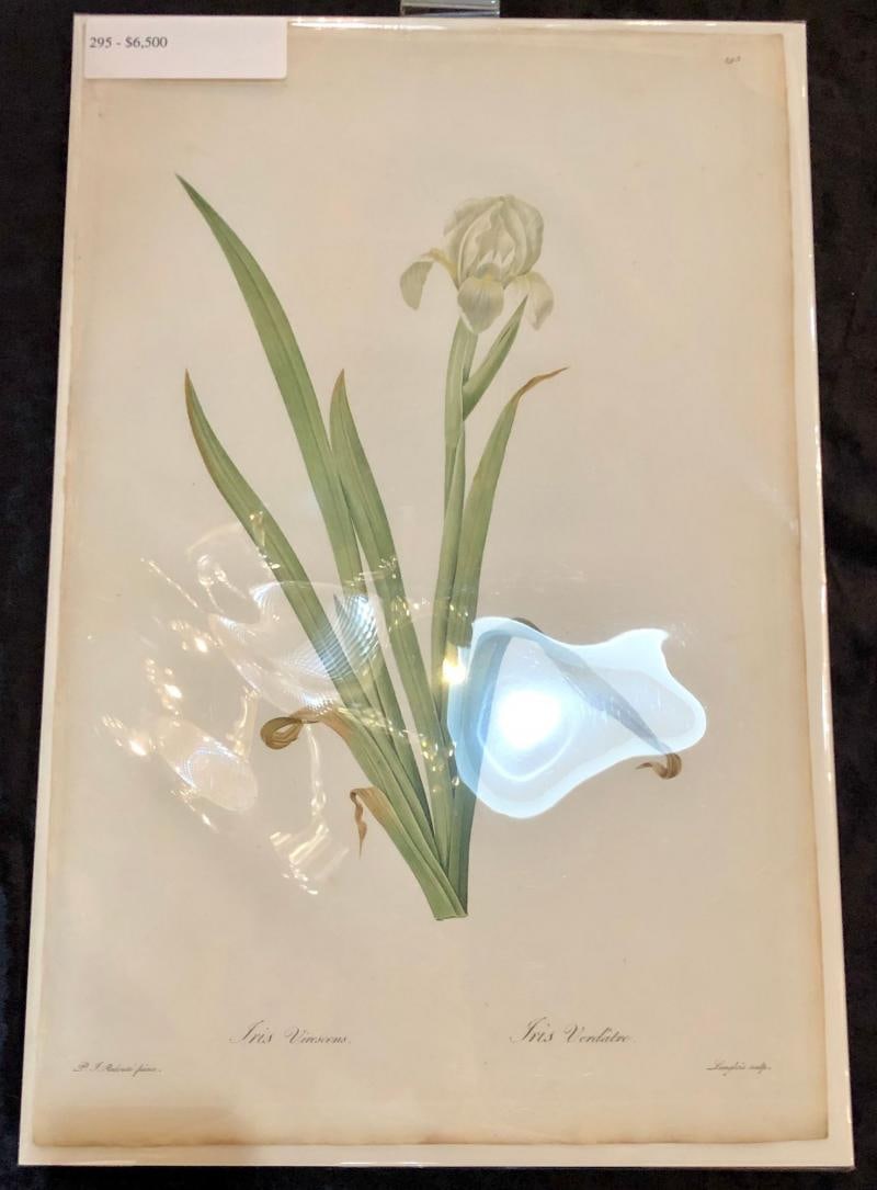 Iris Virescens, Lalics Hand Colored Engraving Signed P. J. Redoute - 12