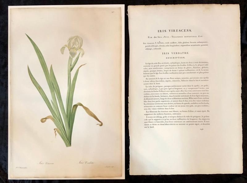 Iris Virescens, Lalics Hand Colored Engraving Signed P. J. Redoute - 2