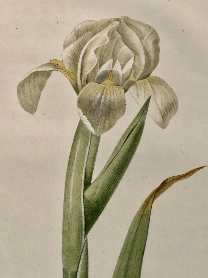 Iris Virescens, Lalics Hand Colored Engraving Signed P. J. Redoute - 4