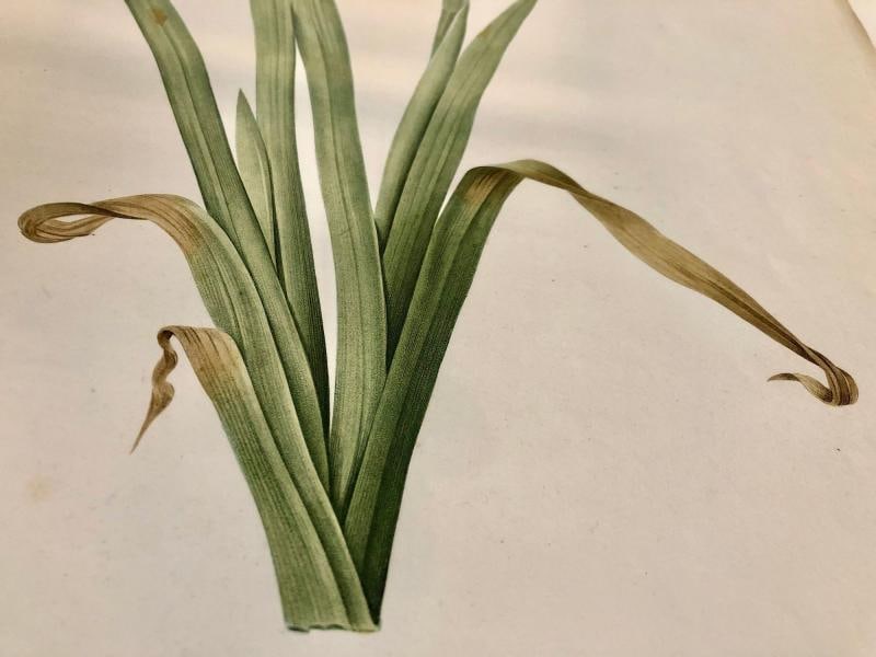 Iris Virescens, Lalics Hand Colored Engraving Signed P. J. Redoute - 5