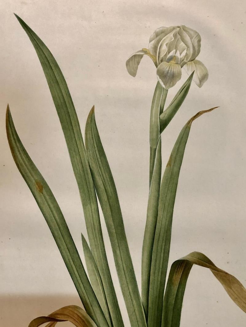 Iris Virescens, Lalics Hand Colored Engraving Signed P. J. Redoute - 6