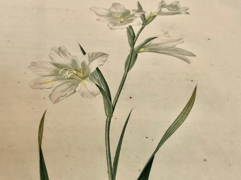 Gladiolus Carnelus Hand Painted Colored Engraving Signed P.J. Redoute - 10
