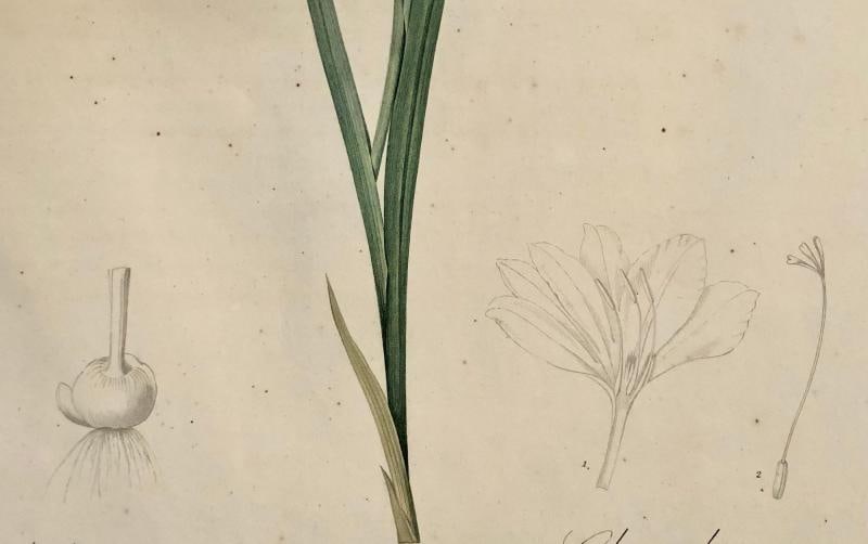 Gladiolus Carnelus Hand Painted Colored Engraving Signed P.J. Redoute - 11