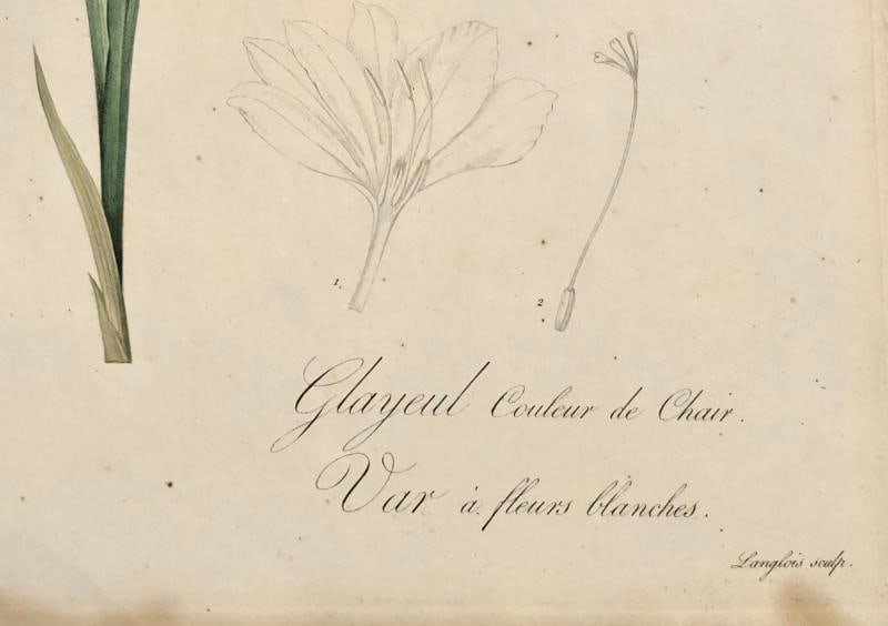 Gladiolus Carnelus Hand Painted Colored Engraving Signed P.J. Redoute - 12