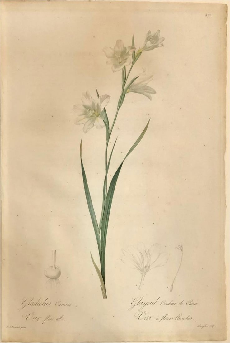 Gladiolus Carnelus Hand Painted Colored Engraving Signed P.J. Redoute (1 of 12)