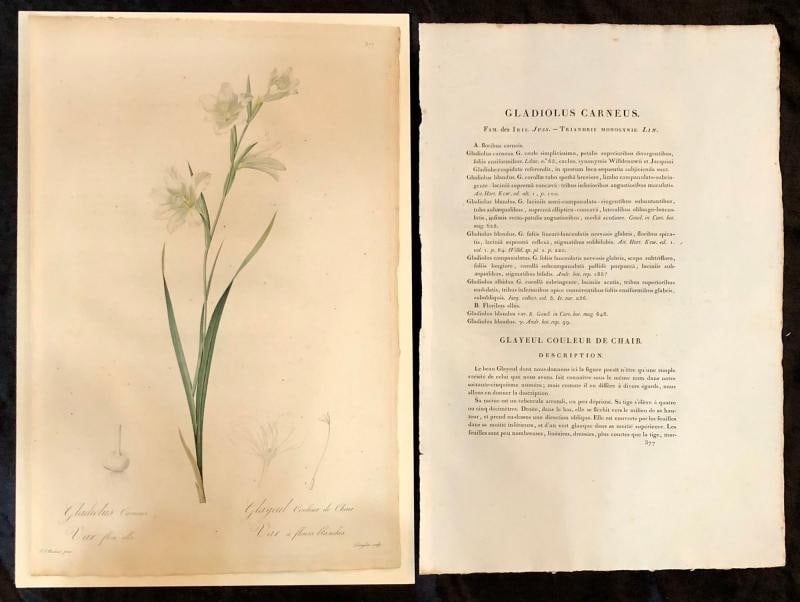 Gladiolus Carnelus Hand Painted Colored Engraving Signed P.J. Redoute - 2