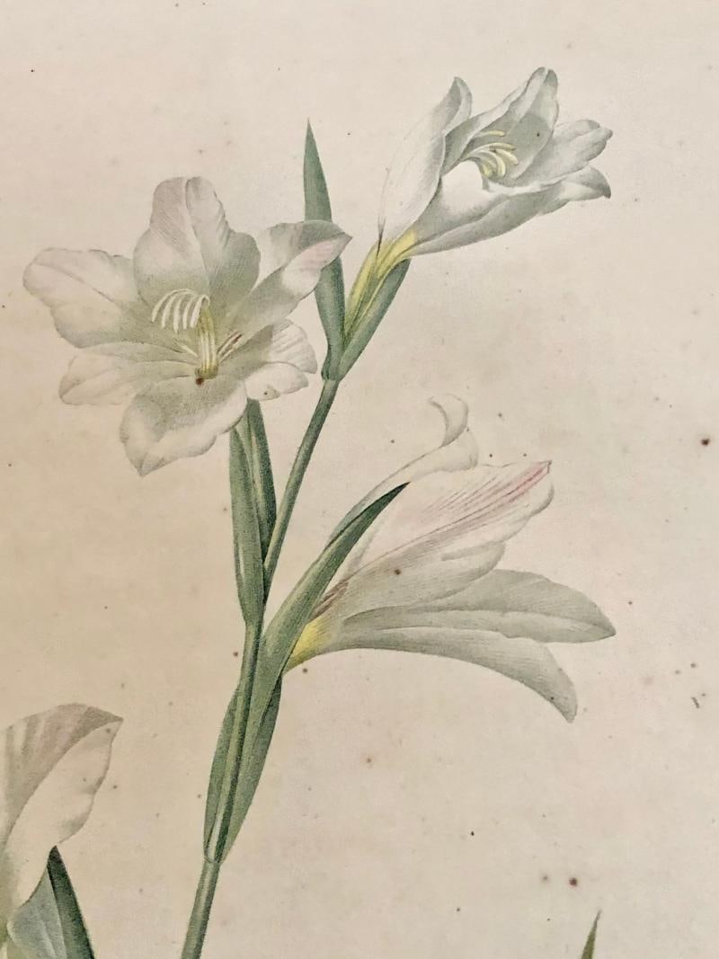 Gladiolus Carnelus Hand Painted Colored Engraving Signed P.J. Redoute - 7