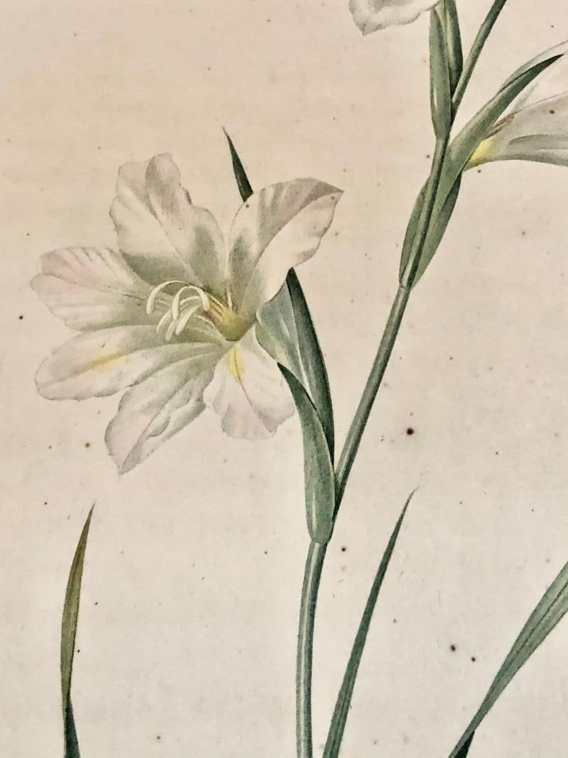 Gladiolus Carnelus Hand Painted Colored Engraving Signed P.J. Redoute - 8
