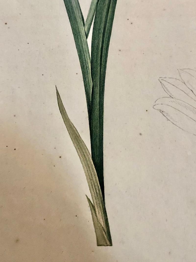Gladiolus Carnelus Hand Painted Colored Engraving Signed P.J. Redoute - 9