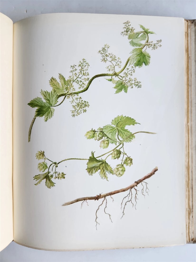 1914 BRITISH FLOWERING PLANTS antique ILLUSTRATED by PERRIN 2 folio volumes - 10