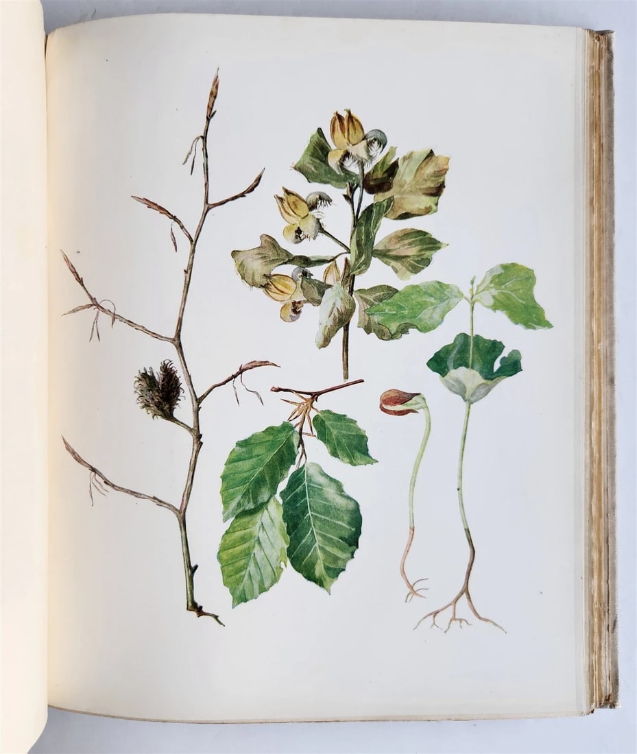 1914 BRITISH FLOWERING PLANTS antique ILLUSTRATED by PERRIN 2 folio volumes - 11