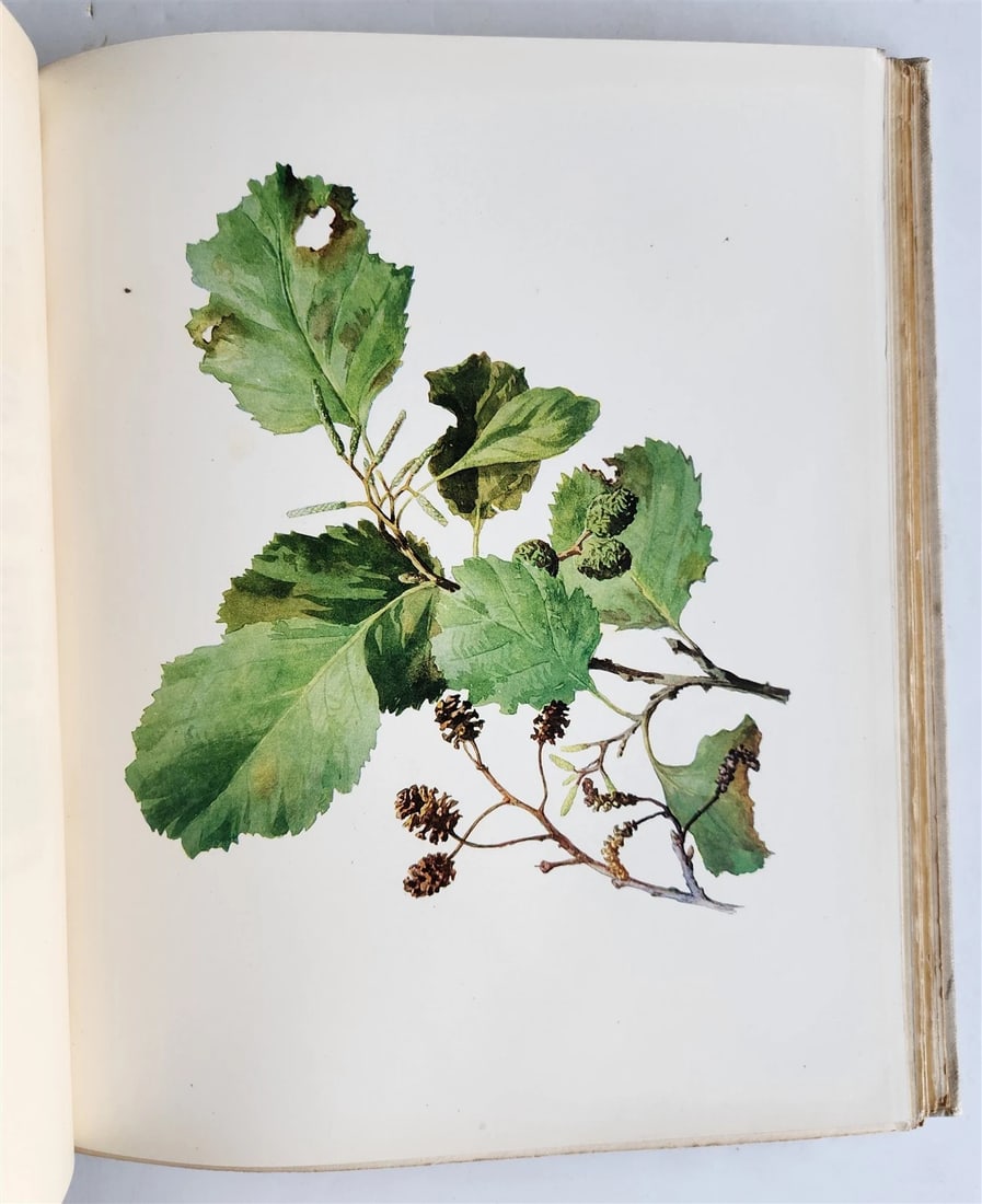 1914 BRITISH FLOWERING PLANTS antique ILLUSTRATED by PERRIN 2 folio volumes - 12