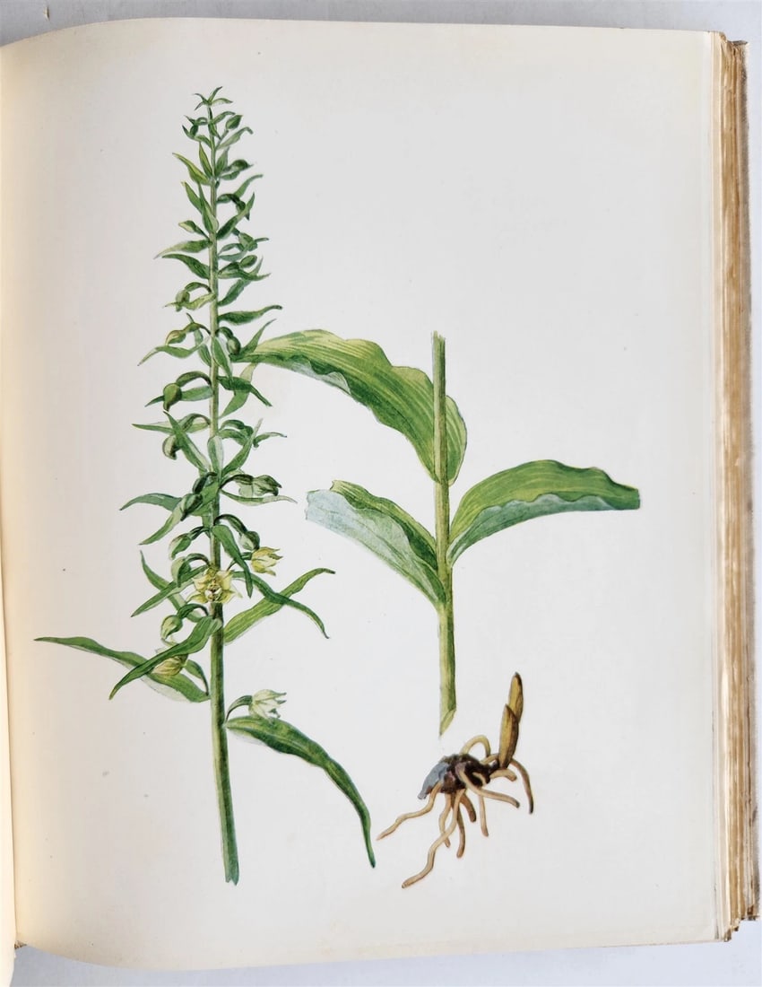 1914 BRITISH FLOWERING PLANTS antique ILLUSTRATED by PERRIN 2 folio volumes - 18
