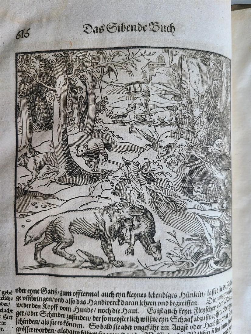 1580 ILLUSTRATED by Tobias Stimmer & J. Amman FOLIO antique HUNTING FALCONRY - 18