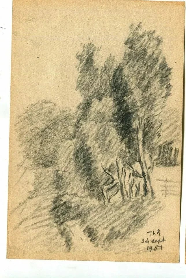 1951 Trees, Forest Drawing Vintage Pencil Orginal signed Artwork - 6