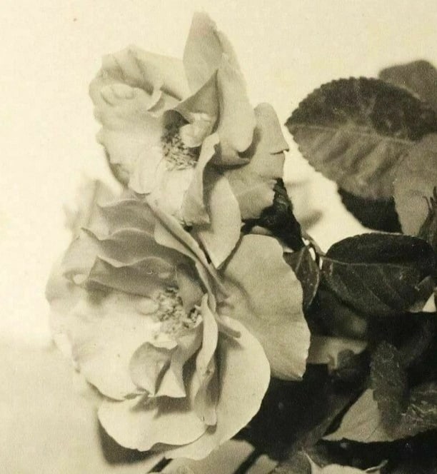 Vintage Photographs Jean-Marie AURADON (1887-1958) Still life c. 1940 - 3