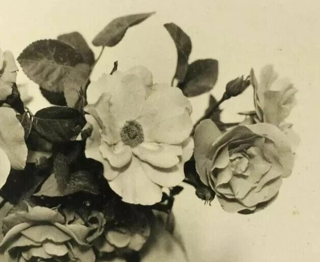 Vintage Photographs Jean-Marie AURADON (1887-1958) Still life c. 1940 - 5