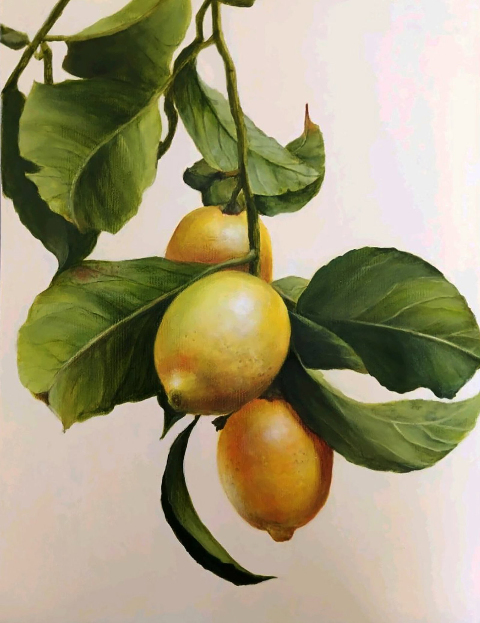Acrylic painting Lemon Branch Marusya Abashidze: 77ABASH Painter: Marusya Abashidze Size: 45x35 cm/17.71x13.77 inches Components: acrylic, canvas Original painting CONDITION: excellent ARTIST: Marusya Abashidze is a Ukrainian artist who works under