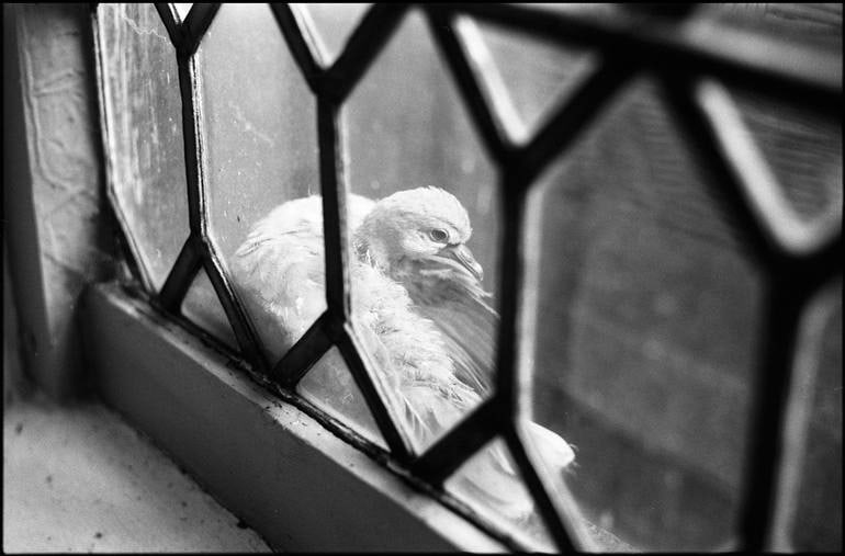 Pigeon, Oxburgh Hall - Silver Gelatin Photograph (1 of 3)