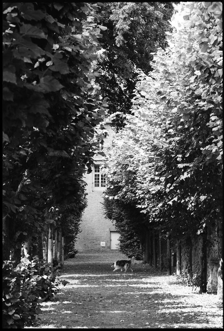Trees, Avranches, France 2016 - Silver Gelatin Photograph: Title: Trees, Avranches, France 2016 - Silver Gelatin Photograph Description: 16 x 20 in Medium: Trees, Avranches, France 2016 - Silver Gelatin Photograph - Limited Edition of 10 Paul Cooklin United K
