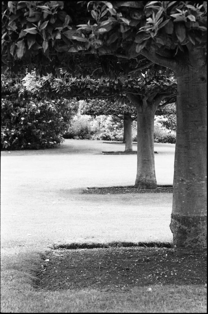 Treeline, Anglesey Abbey, Cambridge - Silver Gelatin Photograph (1 of 3)