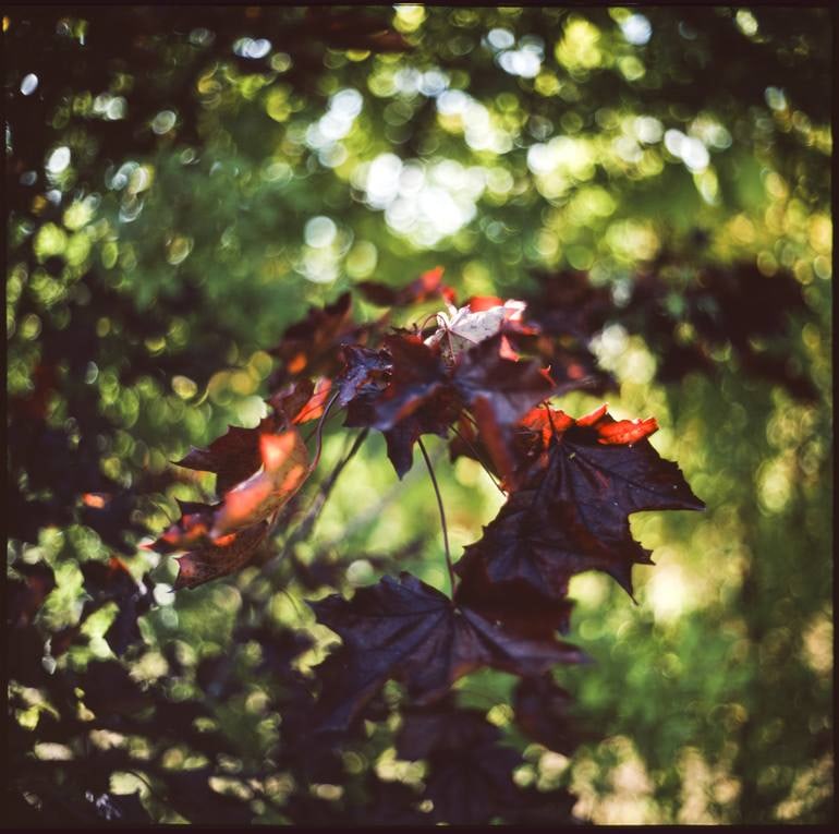 Maple Leaves Bokeh - Giclee Photograph