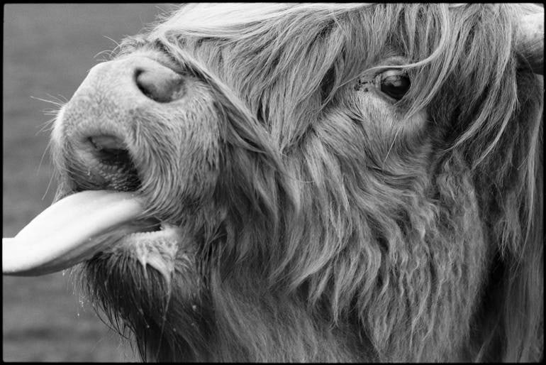 Highland Cattle, Baylham Rare Breeds, Suffolk - Silver Gelatin Photograph (1 of 3)