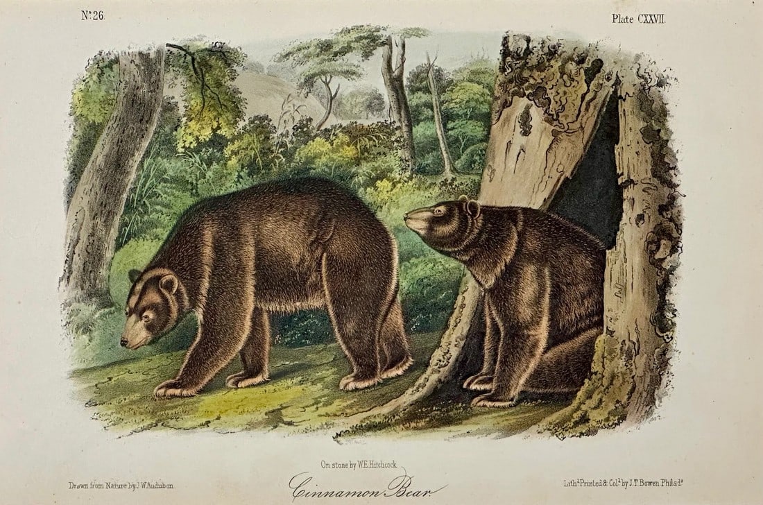 Cinnamon Bear Lithograph by John James Audubon, 1842: Original 19th century John James Audubon hand colored lithograph from Audubon's "Quadrupeds of North America", printed and colored by J.T. Bowen and published in Philadelphia, 1842. "¨Unframed.