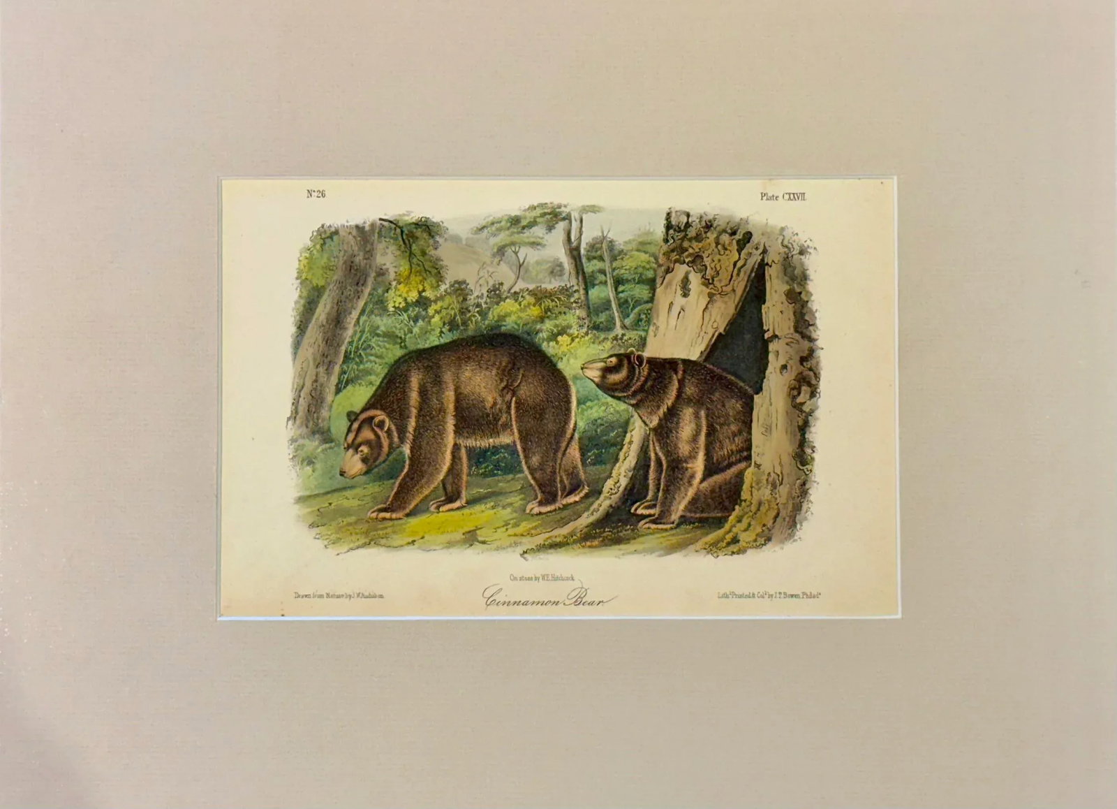 Cinnamon Bear Lithograph by John James Audubon, 1842 - 2