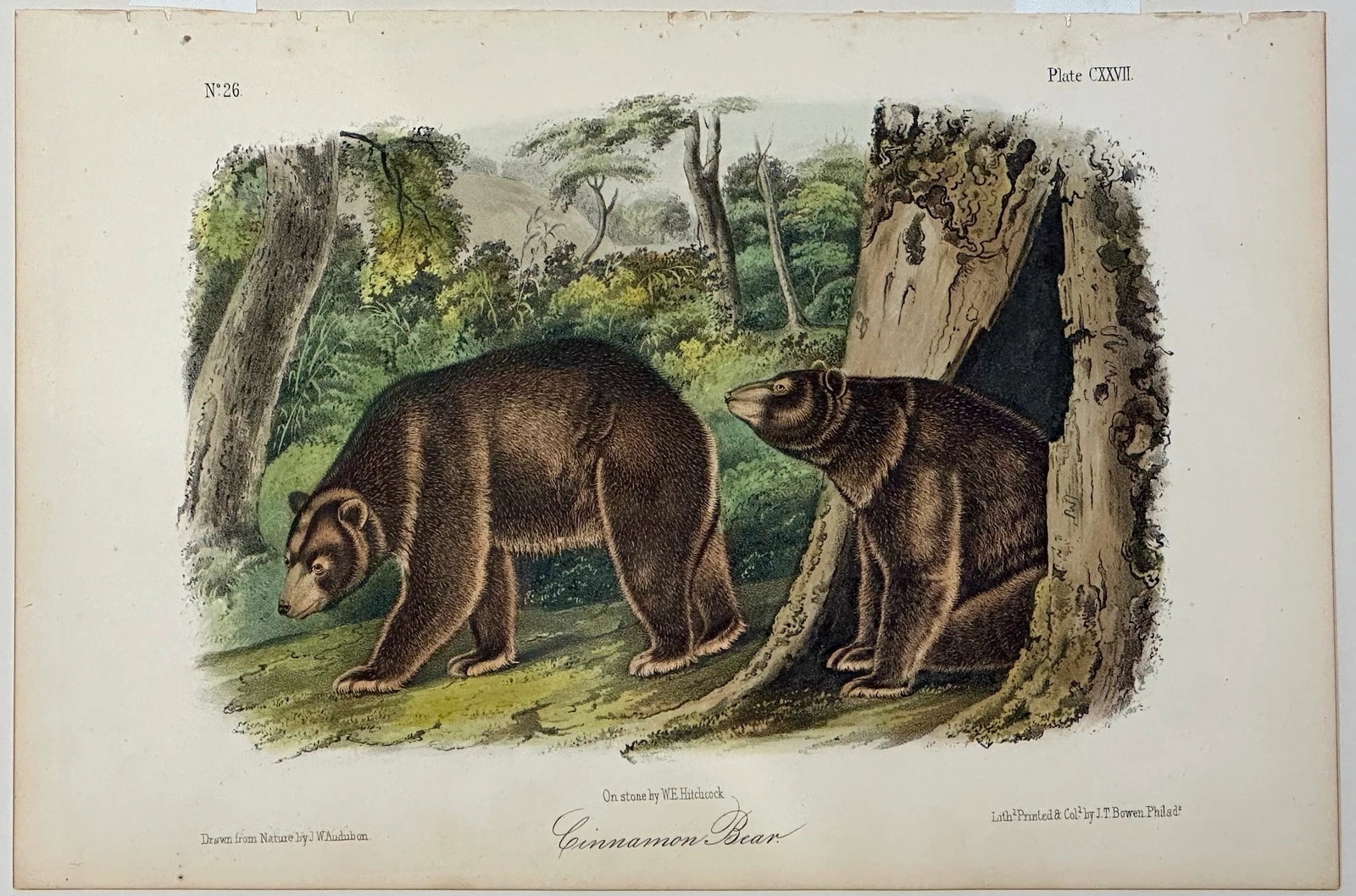 Cinnamon Bear Lithograph by John James Audubon, 1842 - 3