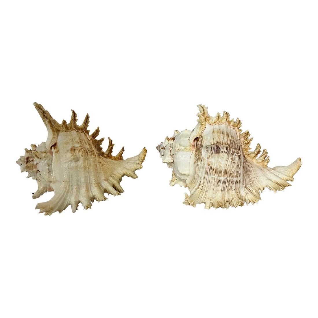 Vintage Natural Rooster Conch Shells: Offering a pair of vintage rooster conch shells. Great for tabletop and bookshelf decor. Approximate measurements are 8" w x 7" d x 5.5"h Condition: Alterations: Original Condition Unaltered
