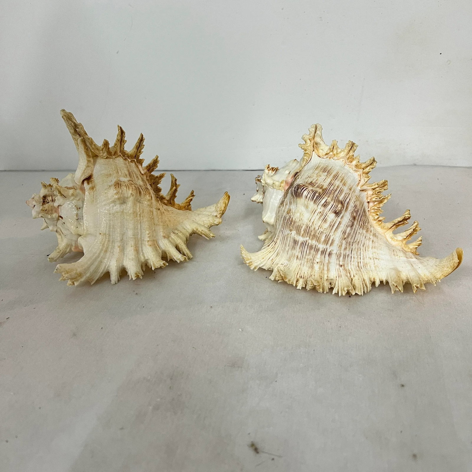 Vintage Natural Rooster Conch Shells - 2