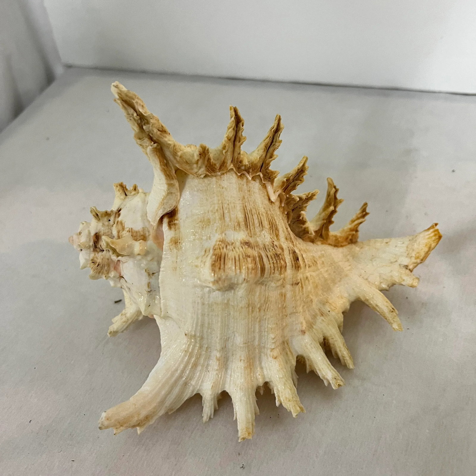 Vintage Natural Rooster Conch Shells - 3