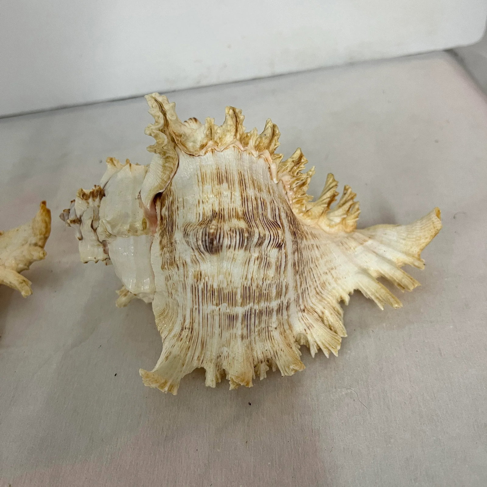 Vintage Natural Rooster Conch Shells - 4
