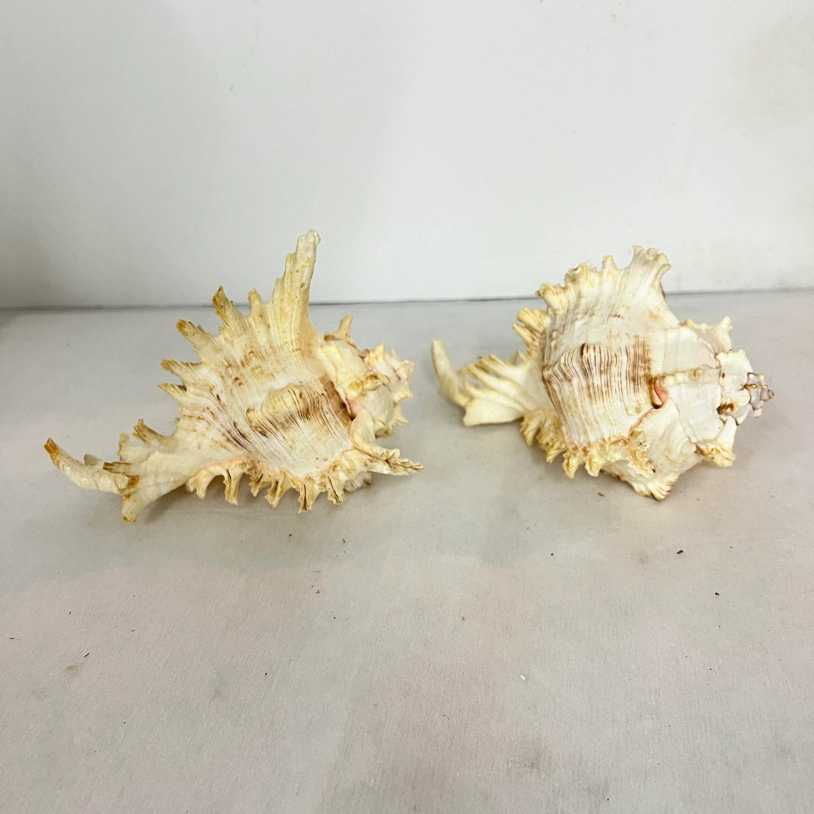 Vintage Natural Rooster Conch Shells - 5