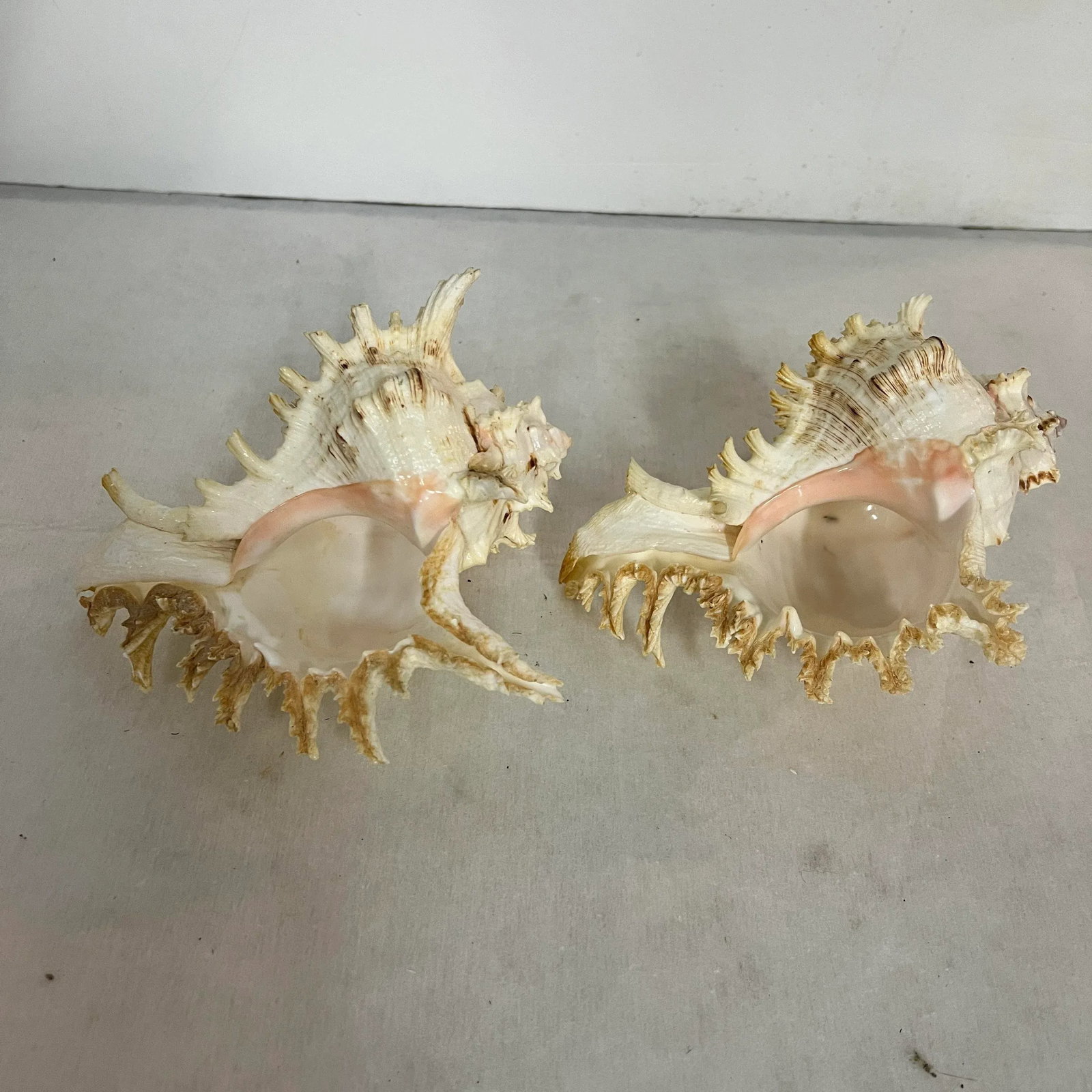 Vintage Natural Rooster Conch Shells - 6
