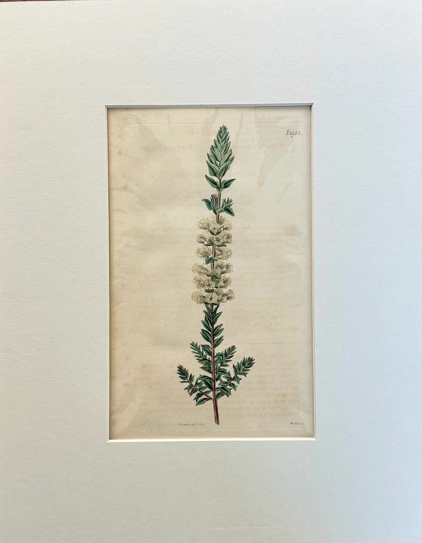 Original Hand Colored Curtis Melaleuca Botanical Engraving, 1817: Original copper engraving by William Curtis.Â Curtis began publication of the Botanical Magazine in February 1787 and continued almost without interruption for 160 years. The plates are