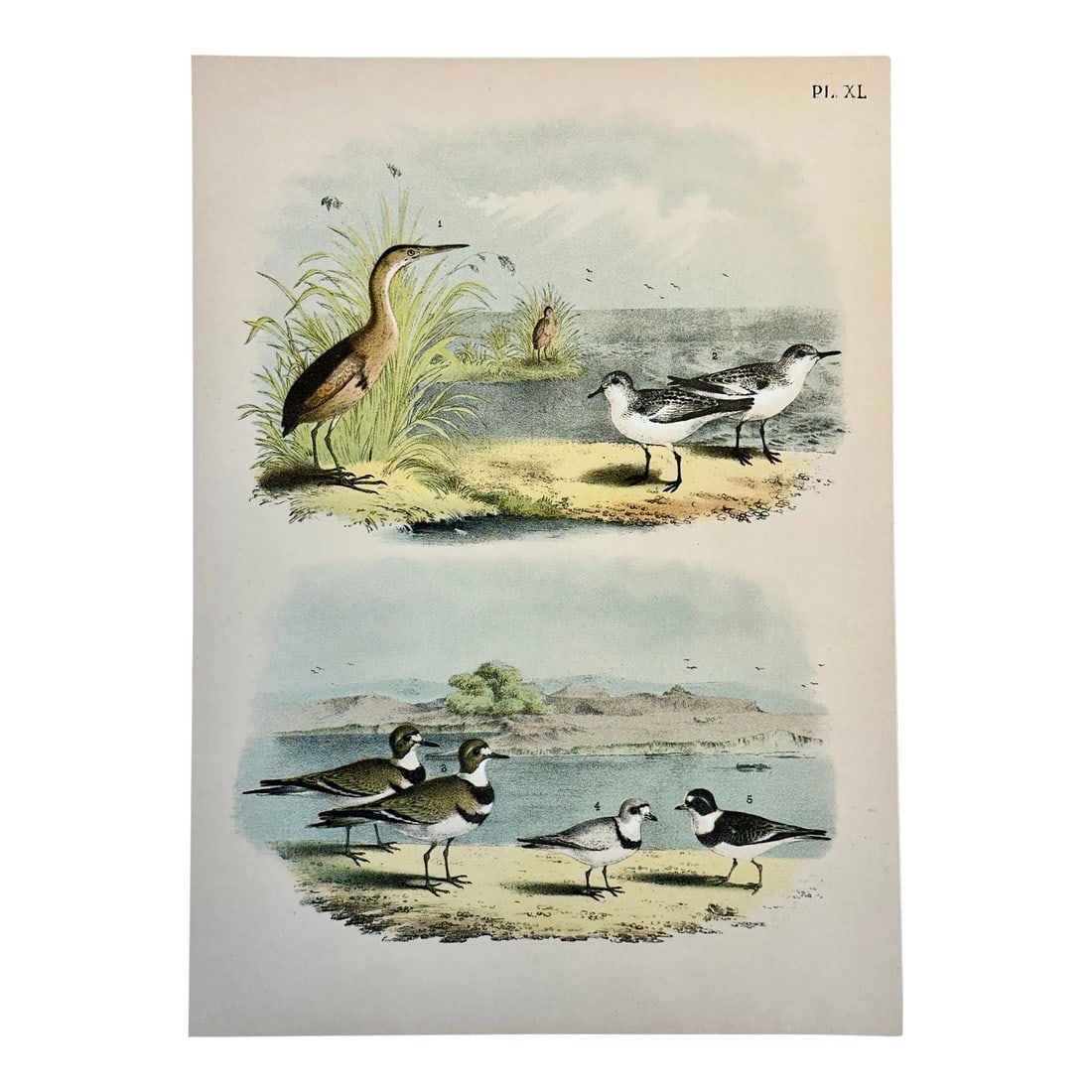 Bittern & Plover by Studer, 1878 (Unframed), Original Chromolithograph: Original chromolithograph from The Birds of America by Jacob H. Studer & Co., 1878. The drawings were by Theodore Jasper, a German American illustrator and physician. These unique birds are