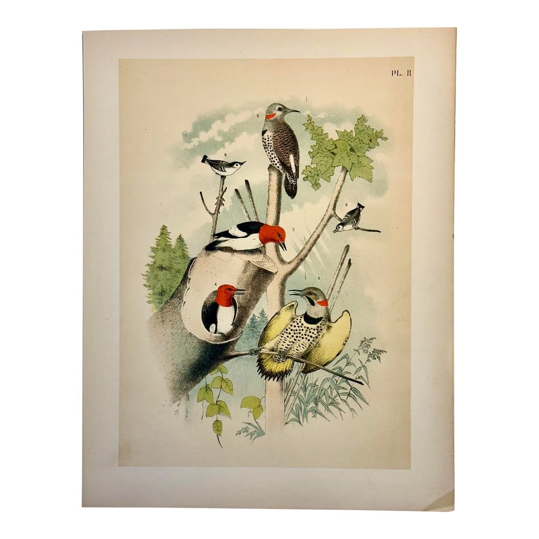Woodpeckers by Studer, 1878 (Unframed), Original Chromolithograph: Original chromolithograph from The Birds of America by Jacob H. Studer & Co., 1878. The drawings were by Theodore Jasper, a German American illustrator and physician. These unique birds are