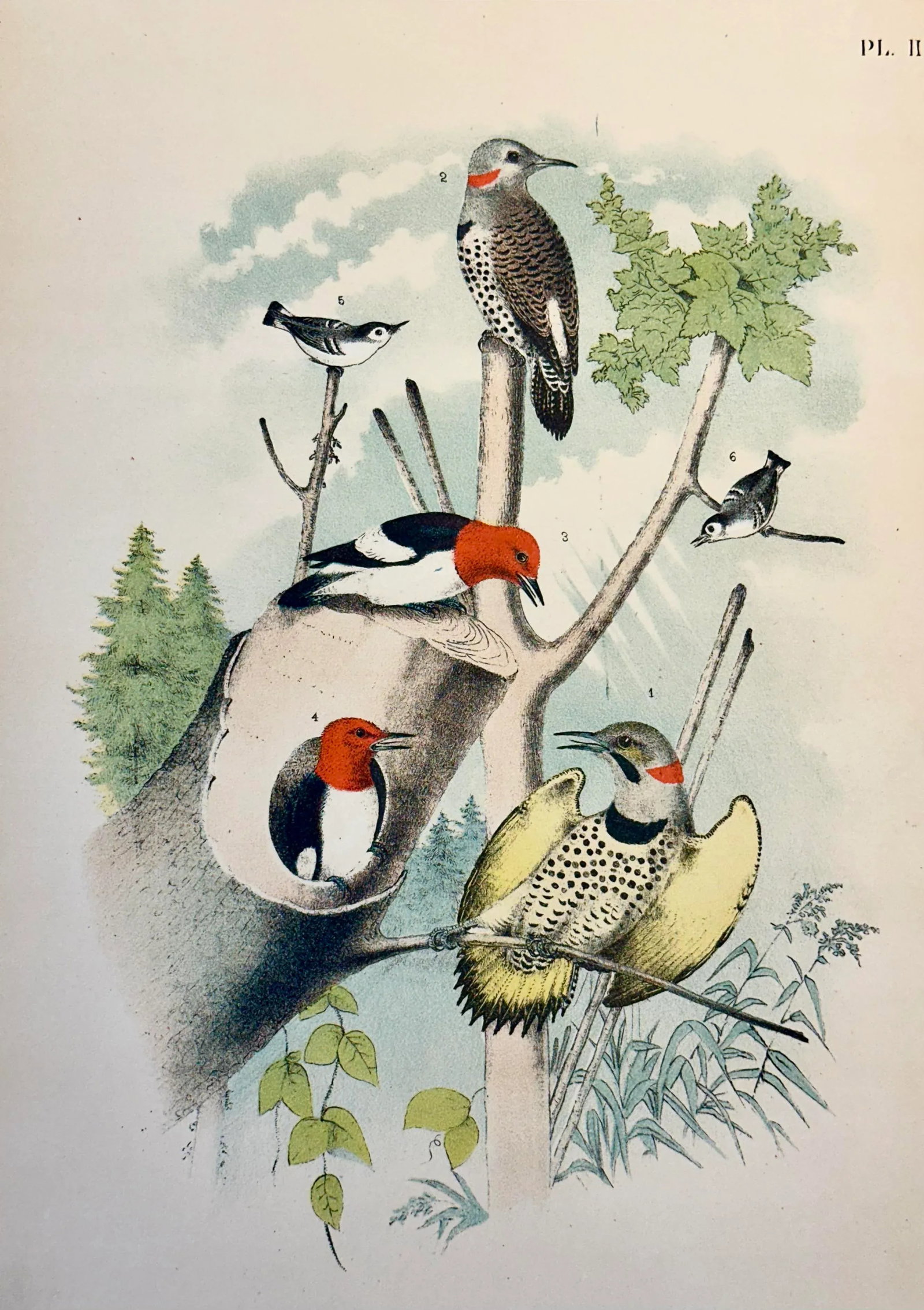 Woodpeckers by Studer, 1878 (Unframed), Original Chromolithograph - 2
