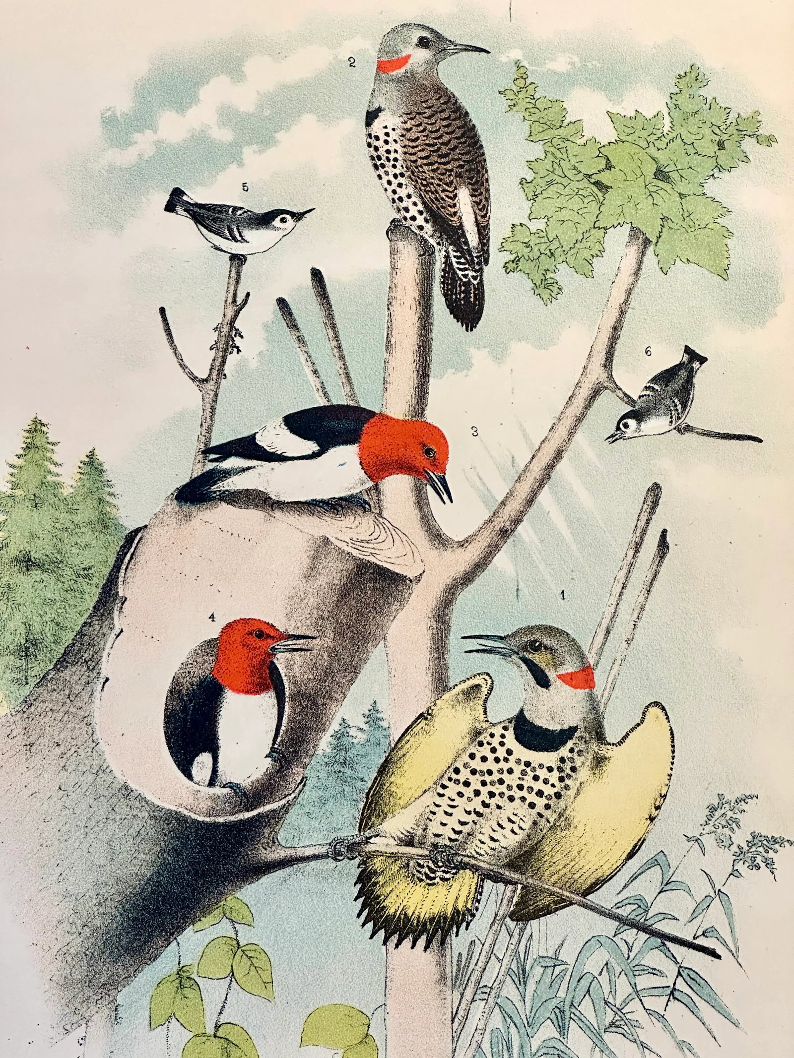 Woodpeckers by Studer, 1878 (Unframed), Original Chromolithograph - 3