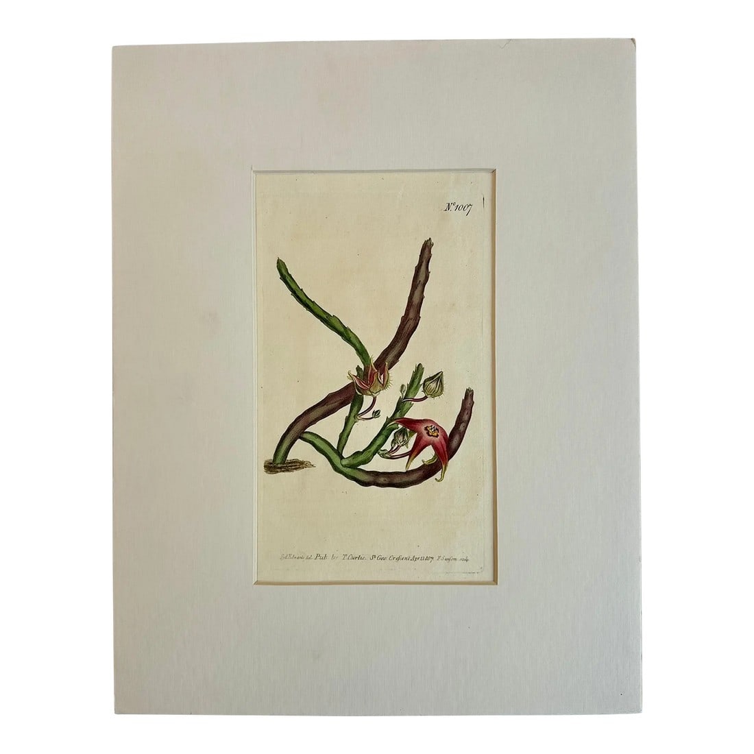 Starfish Flower Botanical Original Engraving by Curtis, 1807: Original copper engraving by William Curtis.Â Curtis began publication of the Botanical Magazine in February 1787 and continued almost without interruption for 160 years. The plates are