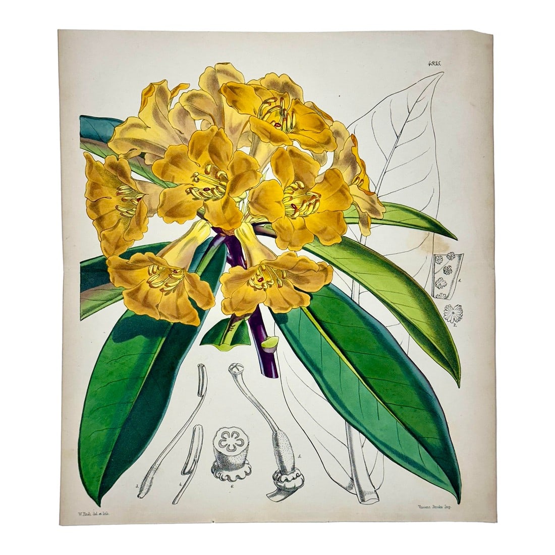 Yellow Rhododendron Original Botanical Print by Curtis, 1856: Original copper engraving botanical by William Curtis, 1856. Unframed. Dimensions: 9.5" x 11.5" Excellent condition. Curtis began publishing the *Botanical Magazine: Plants of the Royal Gardens* at