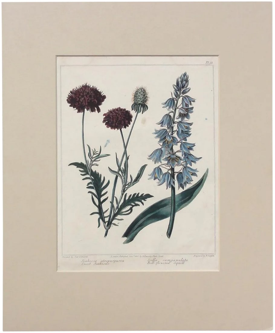 Sweet Seabious & Bell Flowered Squill Botanical Engraving, 1806 (1 of 3)