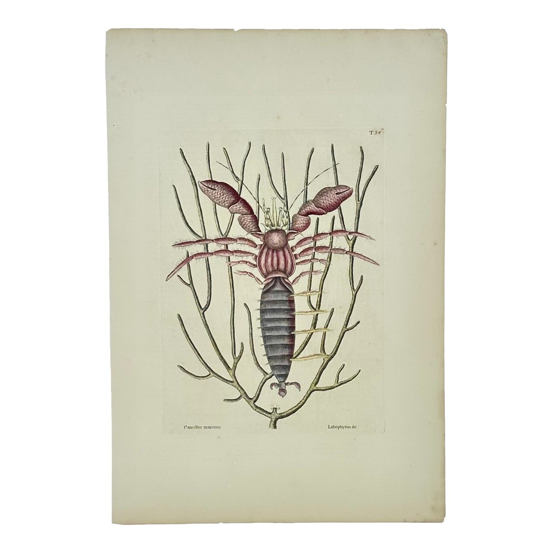 Sea Lobster by Catesby, 1815: An original etching by Mark Catesby on Whatman paper, 1815. Known as the Sea Hermit Crab from the The Natural History of Carolina, Florida and the Bahama Islands by Catesby. Catesby was an English art