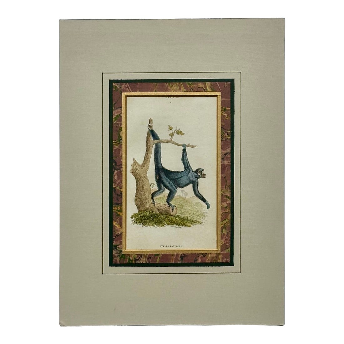 Spider Monkey Original Print, 1863: Original engraving of Guiana spider monkey (Ateles paniscus), also known as the red-faced spider monkey from Atlante Zoologico Popolare by Giovanni Boschi, circa 1863 in Italy. Unframed and offered