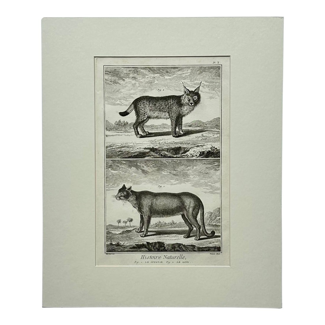 The Cougar & Lynx by Buffon, Circa 1744: Original copperplate engraving of Le Couguar, Le Linx (The Cougar, The Lynx) by artist FranÃ§ois-Nicolas Martinet. From the natural history encyclopedia Histoire Naturelle, part of a larger