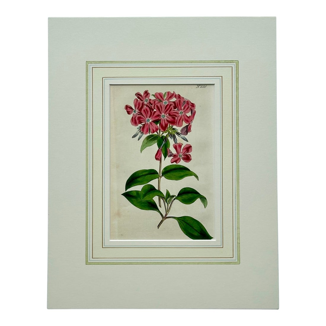 Early 19th Century Phlox Flower Botanical, Original Engraving by Curtis: Original copper engraving by William Curtis.Â Curtis began publication of the Botanical Magazine in February 1787 and continued almost without interruption for 160 years. The plates are